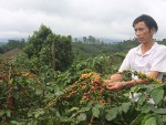 Rẫy cà phê của ông Nguyễn Văn Lợi ở thôn Kợp, xã Hướng Phùng, huyện Hướng Hóa, tỉnh Quảng Trị đã chín nhưng vẫn không được thu hoạch