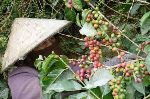 Thu hoạch cà phê Arabica tại xã Xuân Thọ, TP Đà Lạt trong năm 2011