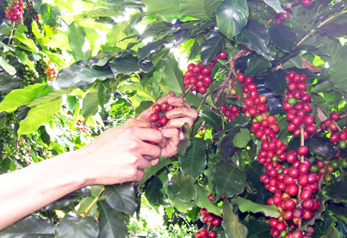 Thu hoạch cà phê Arabica ở Đà Lạt